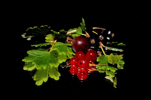 red-currant-179119_640